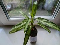 Лот: 25590488. Фото: 2. Аглаонема. Комнатные растения и уход