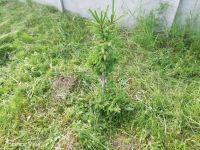 Лот: 17342705. Фото: 6. Земельный участок п. Минино