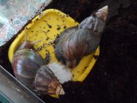 Лот: 5390701. Фото: 4. Улитка Ахатина. Красноярск