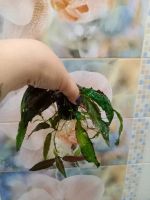 Лот: 20580659. Фото: 5. Криптокорина