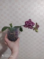 Лот: 17463364. Фото: 6. Орхидея фаленопсис Дикий кот.