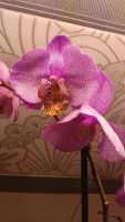 Лот: 10523242. Фото: 4. Орхидея фаленопсис Манхеттен. Красноярск