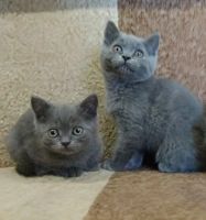Лот: 11502961. Фото: 2. Британские котята. Животные и уход