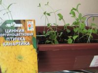 Лот: 9618550. Фото: 3. Цинния (фиолетовая королева, птичка... Для дачи, дома, огорода, бани, парка