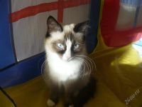 Лот: 852821. Фото: 2. Отдадим в хорошие руки кошечку. Животные и уход