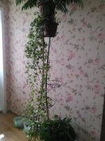 Лот: 11352899. Фото: 5. плющ