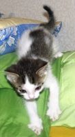 Лот: 4075726. Фото: 6. Подарю замечательных котят