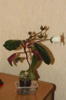 Лот: 3142283. Фото: 3. Глоксиния 19. Растения и животные