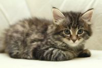 Лот: 3423711. Фото: 7. Котята, котенок, киска