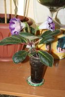 Лот: 5304356. Фото: 3. Глоксиния 3 тигрина синяя (зацвела... Растения и животные
