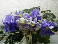 Лот: 11736612. Фото: 2. Фиалка РС-Жар-птица детка. Комнатные растения и уход