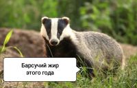 Лот: 24955565. Фото: 2. Барсучий Жир. Интимные товары