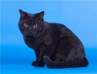 Лот: 3252904. Фото: 5. Очаровательная шотландская прямоухая...