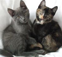 Лот: 1592113. Фото: 2. Котята мальчик и девочка. Животные и уход