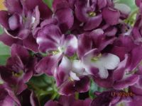 Лот: 5184732. Фото: 2. Фиалка Mac`s Southern Springtime... Комнатные растения и уход