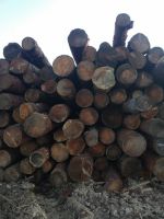 Лот: 14797044. Фото: 7. Лиственница кругляк