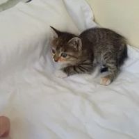 Лот: 7831590. Фото: 3. Котята только в хорошие руки. Растения и животные