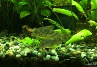 Лот: 15986243. Фото: 6. Сомик Штерба Коридорас (Corydoras...