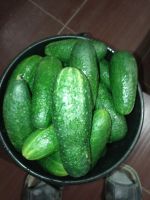 Лот: 14374592. Фото: 5. Огурцы салатные свежие из деревни...