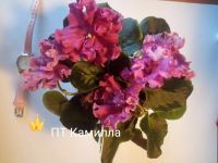 Лот: 16859079. Фото: 7. Фиалка сортовая ЛЕ Карусель, Коричная...