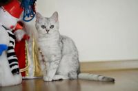 Лот: 11100354. Фото: 5. Продам британского котенка - котик...