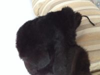 Лот: 5157328. Фото: 2. Шапка. Мужская одежда