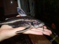 Лот: 1842016. Фото: 2. сом платидорас пара крупные -... Аквариумистика