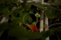 Лот: 6138635. Фото: 2. Клубника прямо с куста сортов... Продукты