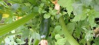 Лот: 17965375. Фото: 2. Кабачки. Продукты