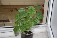 Лот: 4246963. Фото: 3. Абутилон Бэлла Желтый 2. Растения и животные