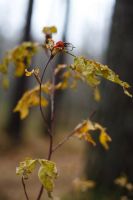 Лот: 3432970. Фото: 6. Объектив Canon EF 50 1.8