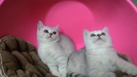 Лот: 7584450. Фото: 4. Британские котята, крупные мальчики. Красноярск