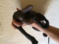 Лот: 12252413. Фото: 5. Котенок сфинксенок