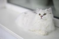 Лот: 10626100. Фото: 5. Британский длинношёрстный кот...