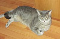 Лот: 6944657. Фото: 3. Дымчатый котик 2 года. Растения и животные