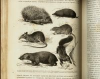 Лот: 15718667. Фото: 10. Происхождение животного мира доктора...
