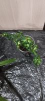 Лот: 21062439. Фото: 2. Ficus Pumila Curly (укоренённые... Комнатные растения и уход