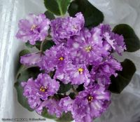 Лот: 4988268. Фото: 5. Фиалка Storm’s Eye, лист