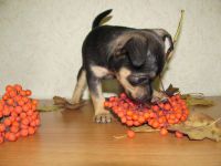 Лот: 6252125. Фото: 5. Щенок той-терьера