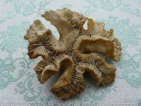 Лот: 2824527. Фото: 2. сувенир(коралл). Сувениры, подарки