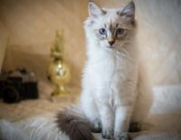 Лот: 9419331. Фото: 6. Котята "Неваки"