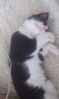 Лот: 5876291. Фото: 2. Котенок-подросток мальчик 5 мес. Животные и уход