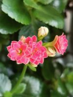 Лот: 13368977. Фото: 3. Каланхое. Растения и животные