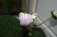 Лот: 4242611. Фото: 4. Глоксиния белая с голубой каймой... Красноярск