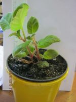 Лот: 5888574. Фото: 2. глоксиния. Комнатные растения и уход