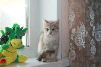 Лот: 3532929. Фото: 3. Котенок девочка красавица. Растения и животные