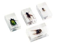 Лот: 5373987. Фото: 2. Набор насекомых в акриле Микромед... Учёба (Школа, вуз)