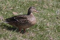 Лот: 5452385. Фото: 2. Объектив Canon EF 75-300mm f/4-5... Фото, видеокамеры, оптика