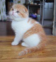 Лот: 3550959. Фото: 4. Очаровательный шотландский котик... Красноярск