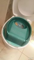 Лот: 8758603. Фото: 6. Котенок мейн-кун 8 месяцев